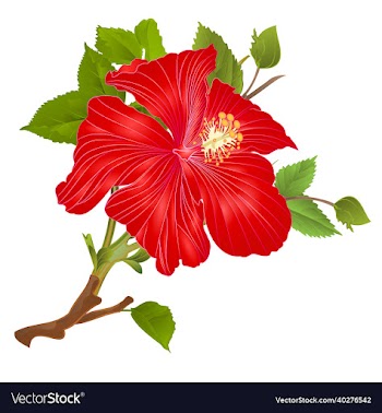 tropical plant hibiscus red flower stem