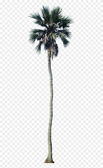 Tropical Plant Pictures - Palm Tree Cutout Png