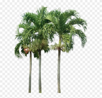 Tropical Plant Pictures - Palm Trees Elevation Png