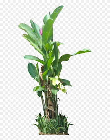 Tropical Plant Pictures - Tree Banana .png
