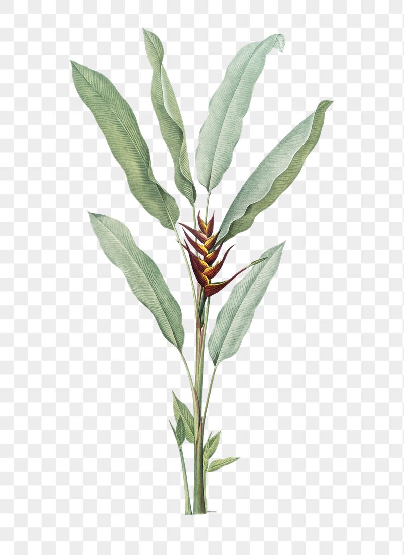 Tropical plant png illustration, Parrot | Free PNG - rawpixel