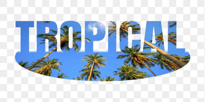 Tropical png word sticker, palm | Free PNG - rawpixel