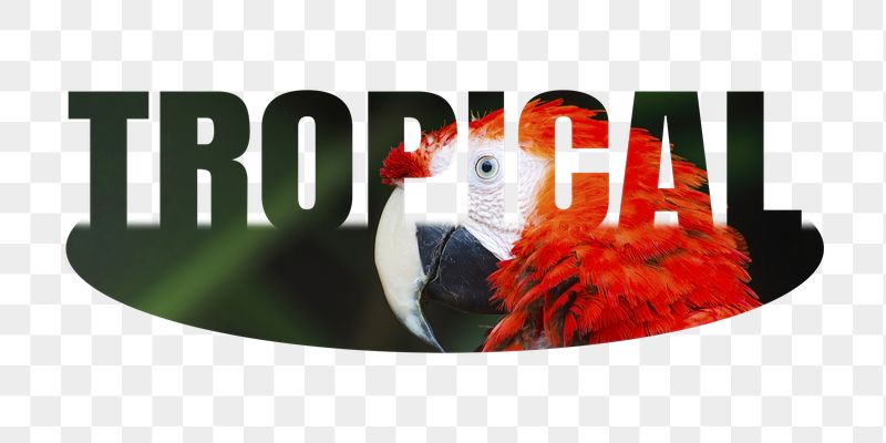 Tropical png word sticker, parrot | Free PNG - rawpixel