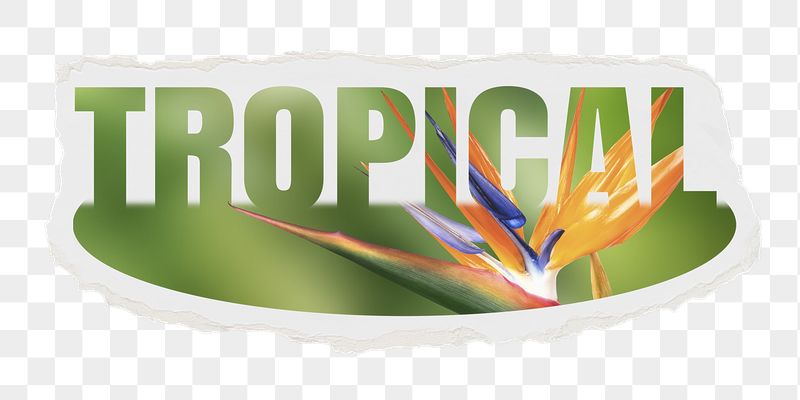 Tropical png word sticker, ripped | Free PNG - rawpixel