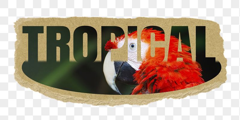 Tropical png word sticker, ripped | Free PNG - rawpixel
