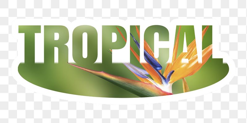 Tropical png word sticker, white | Free PNG - rawpixel
