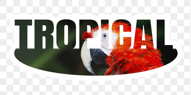 Tropical png word sticker, white | Free PNG - rawpixel