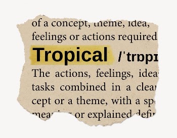 Tropical ripped dictionary, editable word | Free PSD - rawpixel