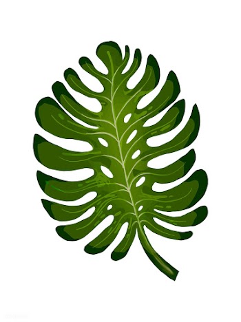 Tropical split leaf philodendron illustration | Free stock vector - 463788