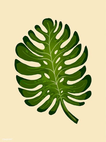 Tropical split leaf philodendron illustration | Free stock vector - 463819