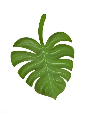 Tropical split leaf philodendron illustration | Free stock vector - 463850