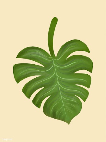 Tropical split leaf philodendron illustration | Free stock vector - 463874