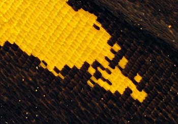 Tropical swallowtail wing. From the University | Free Photo - rawpixel