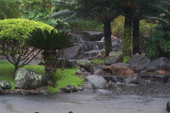 Tropical Water Garden