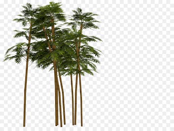 Tropical woody bamboos Portable Network Graphics Image stock.xchng - bamboo 