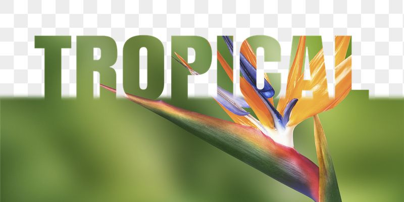 Tropical word png border sticker, | Free PNG - rawpixel