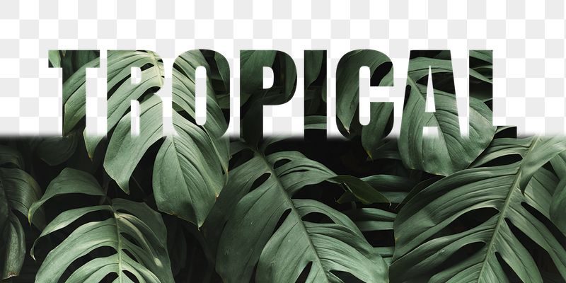 Tropical word png border sticker, | Free PNG - rawpixel