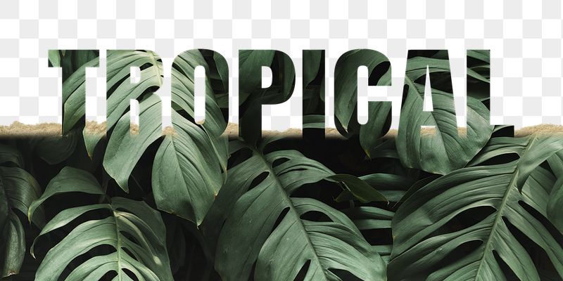 Tropical word png border sticker, | Free PNG - rawpixel