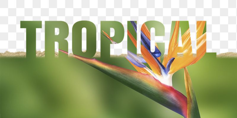 Tropical word png border sticker, | Free PNG - rawpixel