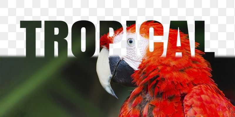 Tropical word png border sticker, | Free PNG - rawpixel