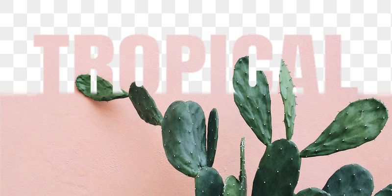 Tropical word png border sticker, | Free PNG - rawpixel