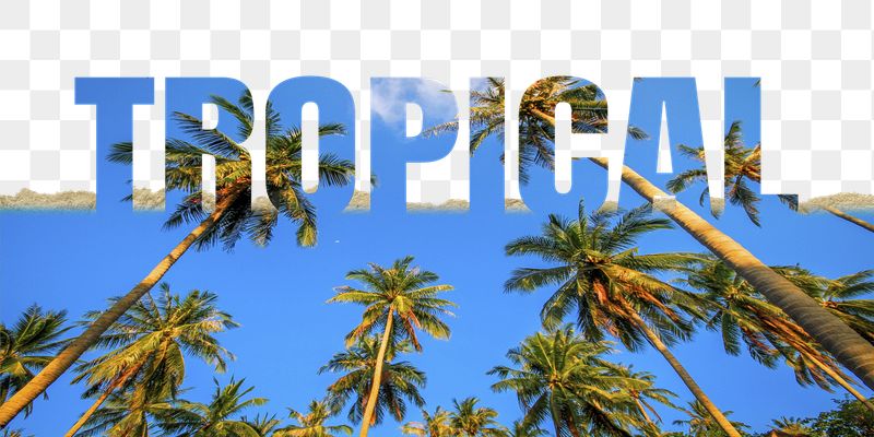 Tropical word png border sticker, | Free PNG - rawpixel