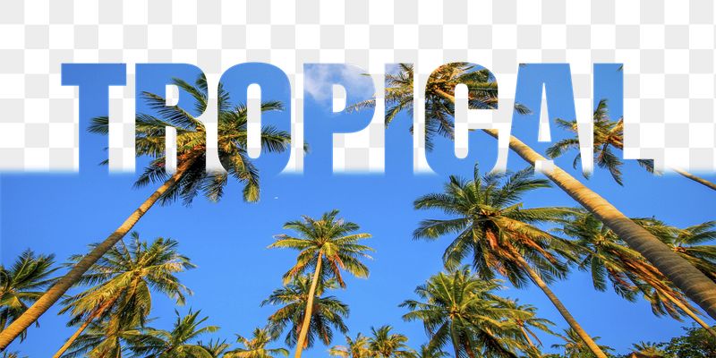 Tropical word png border sticker, | Free PNG - rawpixel