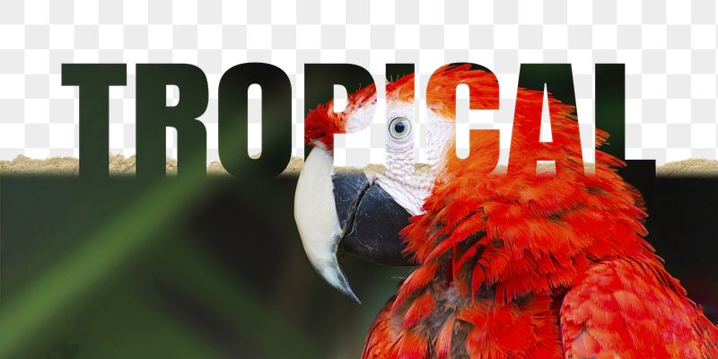 Tropical word png border sticker, | Free PNG - rawpixel