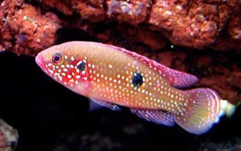 tropicalfishCN1221.jpg