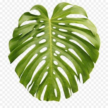 Tropics Arecaceae Leaf Palm branch - Leaf 