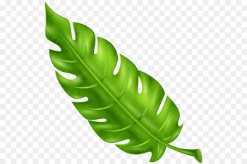Tropics Leaf Plant Arecaceae - Leaf 