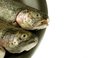 trout_036.jpg