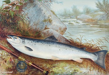 Trout chromolithograph (1878) by Samuel Kilbourne. Original from Museu.. | Free public domain illustration - 2333151
