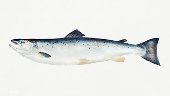 Trout chromolithograph (1878) by Samuel Kilbourne. Original from Museu.. | Free public domain illustration - 2335098