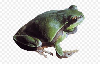 True frog Portable Network Graphics Image Toad - frog 