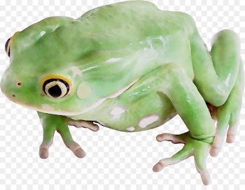 True frog Toad Tree frog Terrestrial animal -  