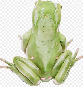 True frog Tree frog Amphibians Toad -  