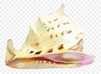 Trumpet, Conch, Jaw, Shankha PNG