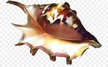 Trumpet, Seashell, Conch, Shankha PNG