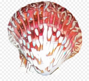 Trumpet, Seashell, Conch, Shell, Scallop PNG