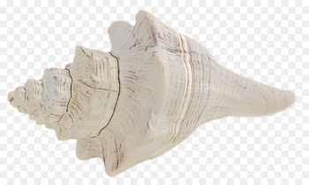 Trumpet, Seashell, Shankha, Conch PNG