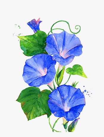 Trumpet Vine Png - Morning Glory Flower Painting - Free ...