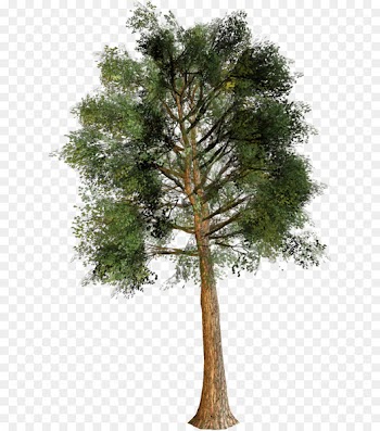 Trunk Fir Portable Network Graphics Pine Cedar - tree 