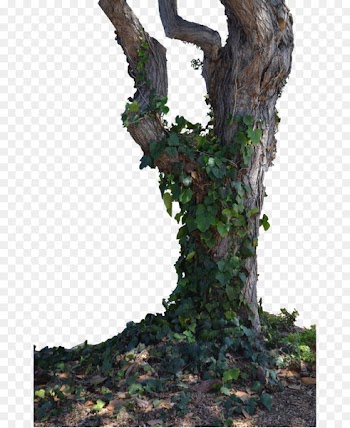 Trunk Learn about Trees Branch - Withered,Trees,Branches,trunk,Trees,wood 