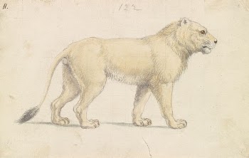 Tsavo Lion by Charles Hamilton | Free Photo - rawpixel