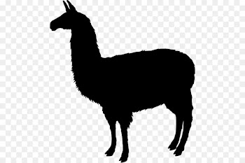 Tshirt, Llama, Shirt, Vertebrate PNG