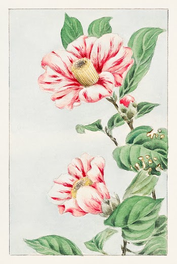 Tsubaki camelia during 1870&ndash;1880 by Megata Morikaga. Original from Library of Congress. Digitally enhanced by rawpixel.