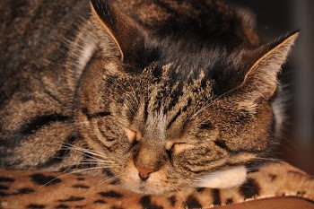 Tubby Cat Sleeping on Brown Surface