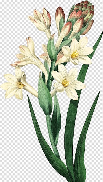 Tuberose Les liliacées Choix des plus belles fleurs Botany Botanical illustration, flower transparent background PNG clipart