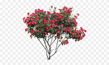 Tubes Arbres / Arbustes / Feuillages - Rose Bush Png